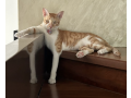 lost-cat-santosh-santu-small-0