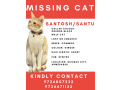 lost-cat-santosh-santu-small-1