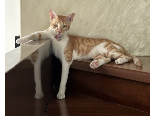 Lost Cat Santosh "Santu"