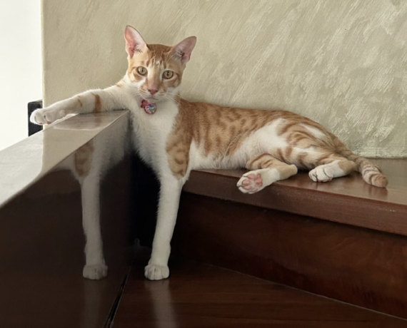 lost-cat-santosh-santu-big-0