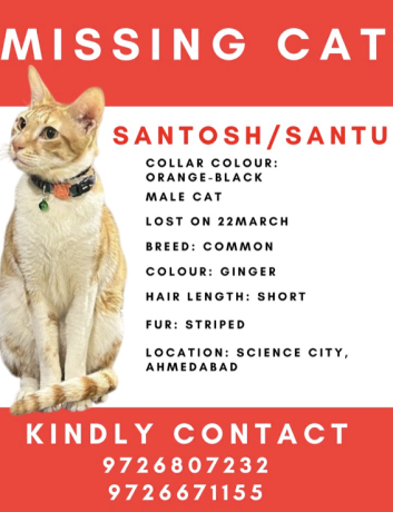 lost-cat-santosh-santu-big-1