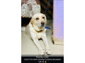 missing-cookie-from-mumbai-small-0
