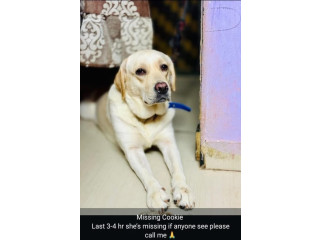 Missing! Cookie from mumbai