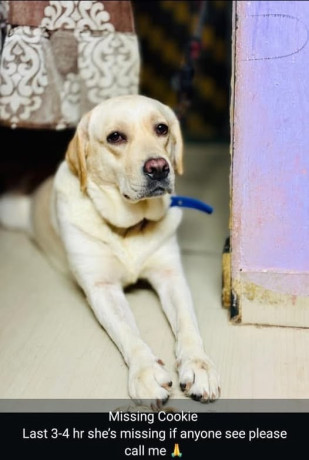 missing-cookie-from-mumbai-big-0