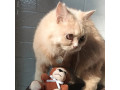 we-have-lost-our-cat-small-1