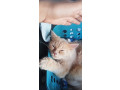we-have-lost-our-cat-small-0