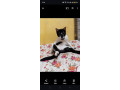 please-spread-the-word-for-this-lost-cat-small-1