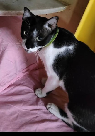 please-spread-the-word-for-this-lost-cat-big-0