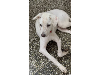 Urgent - Lost dog found