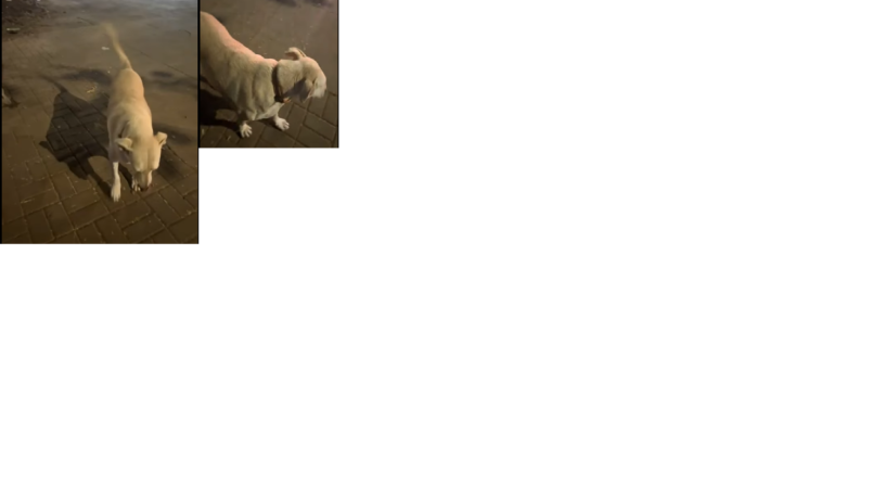 missing-dog-alert-big-0