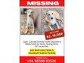 missing-dog-alert-small-0