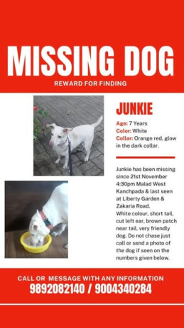 this-dog-was-last-spotted-big-0