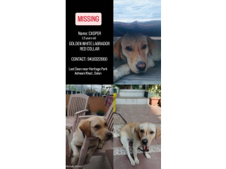 URGENT NOTICE: MISSING LABRADOR PET