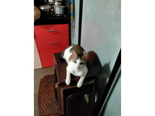 Cat missing from Khandeshwar Lake. She is wearing a red neck collar.