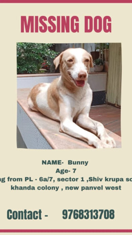 bunny-the-gentle-soul-whos-gone-missing-big-0