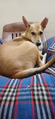 missing-dog-alert-big-0
