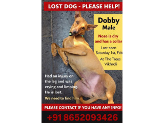 DOBBY IS MISSING & INJURED
