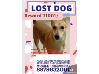 LOST DOG