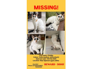 Missing Cat – Chubby