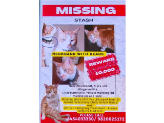 MISSING – PLEASE HELP US FIND STASH