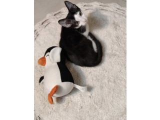 LOST KITTEN – ANDHERI