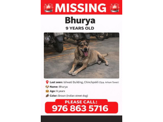 MISSING DOG ALERT