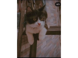 A Little Heart Lost in Santacruz..