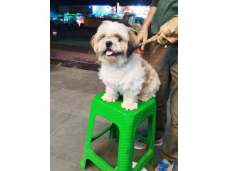 Bruno is Missing… Please Help Bring Him Home