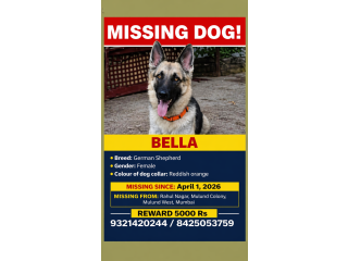 MISSING DOG – BELLA