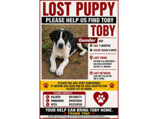 HELP TOBY FIND HIS WAY HOME