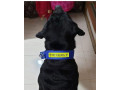 pet-missing-from-girgaon-small-0