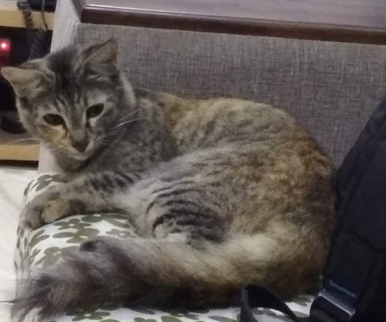 pet-missing-from-alandur-big-0