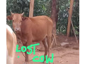 lost-cow-small-0