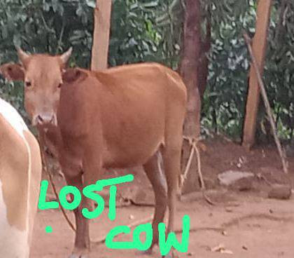 lost-cow-big-0