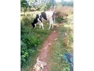 Lost cow