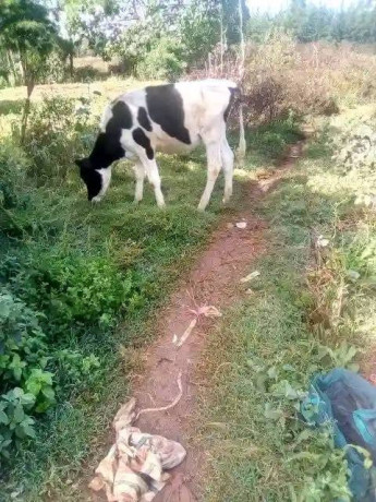 lost-cow-big-0