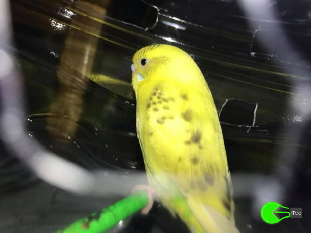 found-budgerigar-at-male-big-0