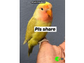 lost-green-lovebird-at-henveiru-small-0