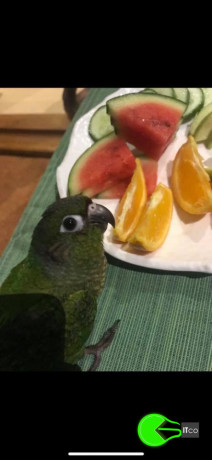 lost-green-cheek-conure-drom-maaveyo-magu-big-0