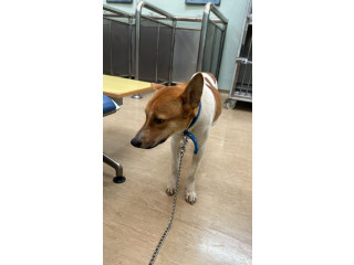 Urgent Dog Blood Donor Needed