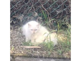 LOST CAT - TAMAN BEVERLY HILLS