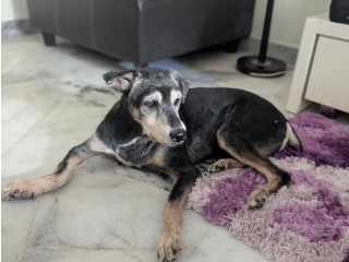 Our senior dog is missing