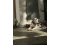 dog-with-loose-black-collar-small-1