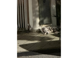 Dog with loose black collar