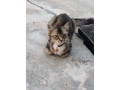 hithis-cat-lost-small-0