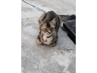 Hi,this cat lost