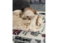 missing-poodle-small-1