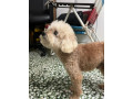 missing-poodle-small-0
