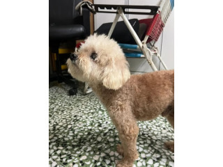 Missing Poodle