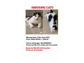 lost-my-cat-small-2